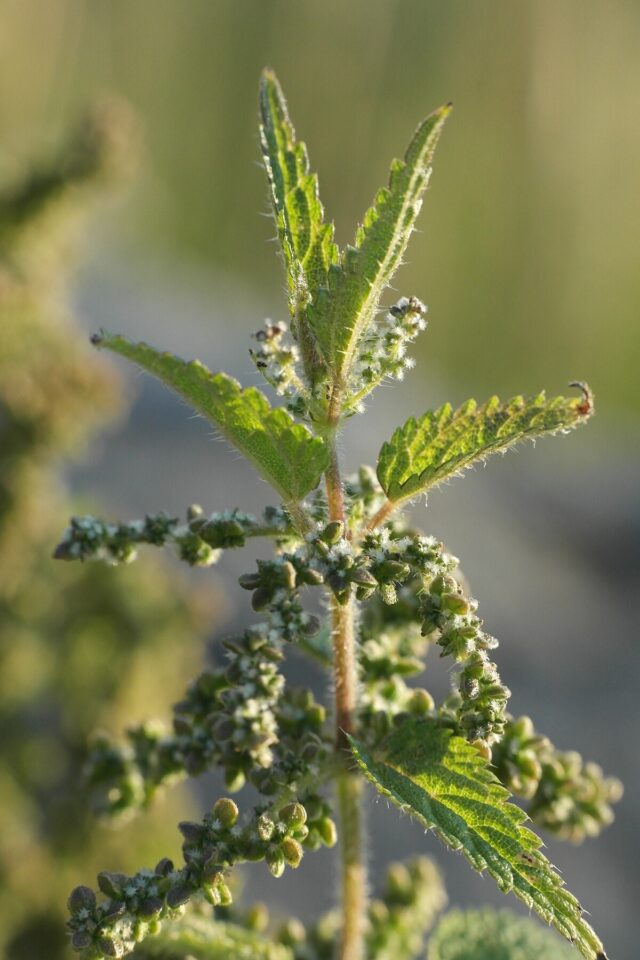 Nettles - Image 2